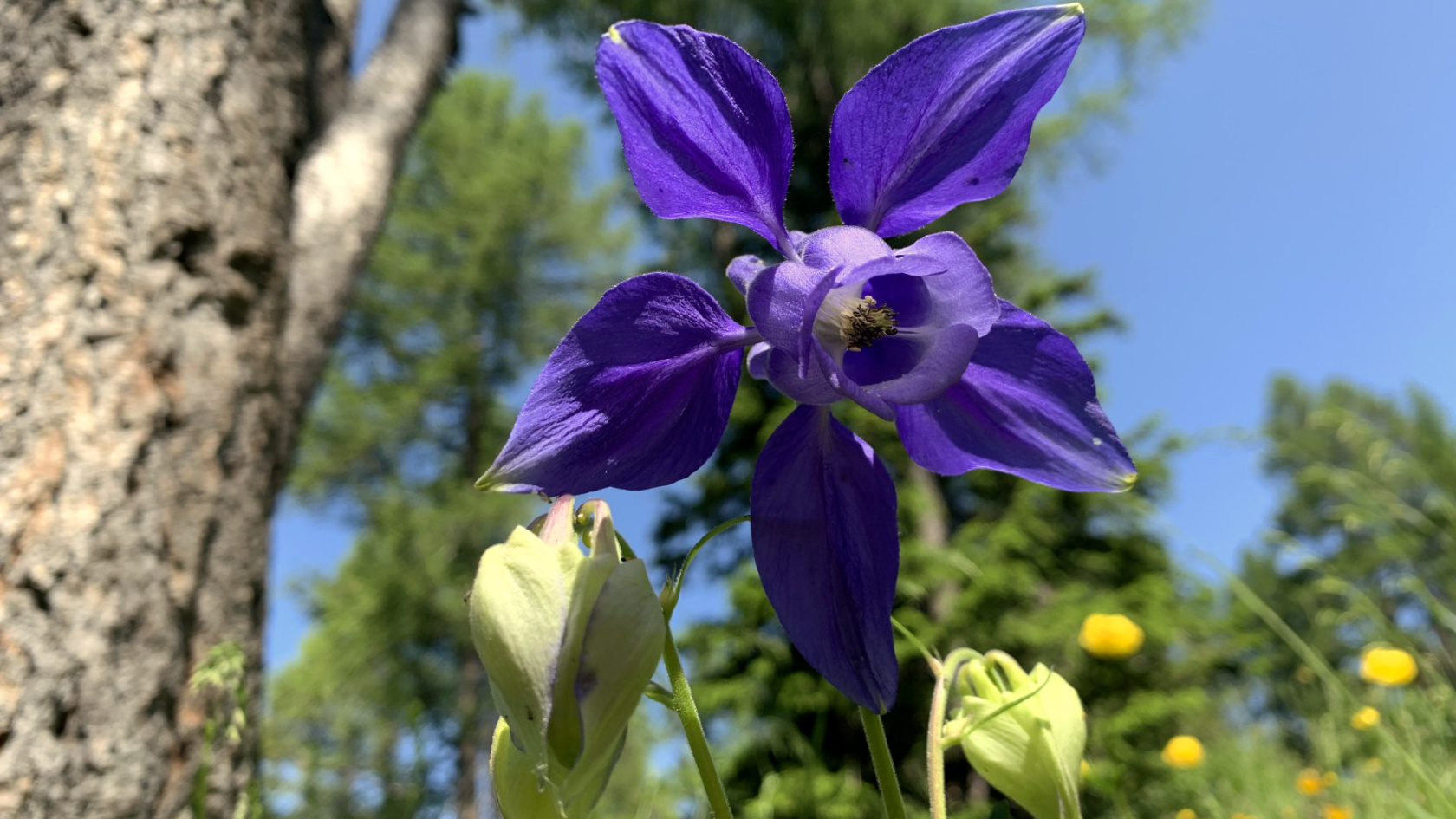 Das Bild zeigt die hellblau-violette Blüte einer Alpen-Akalei auf einer Bergwiese am Waldrand