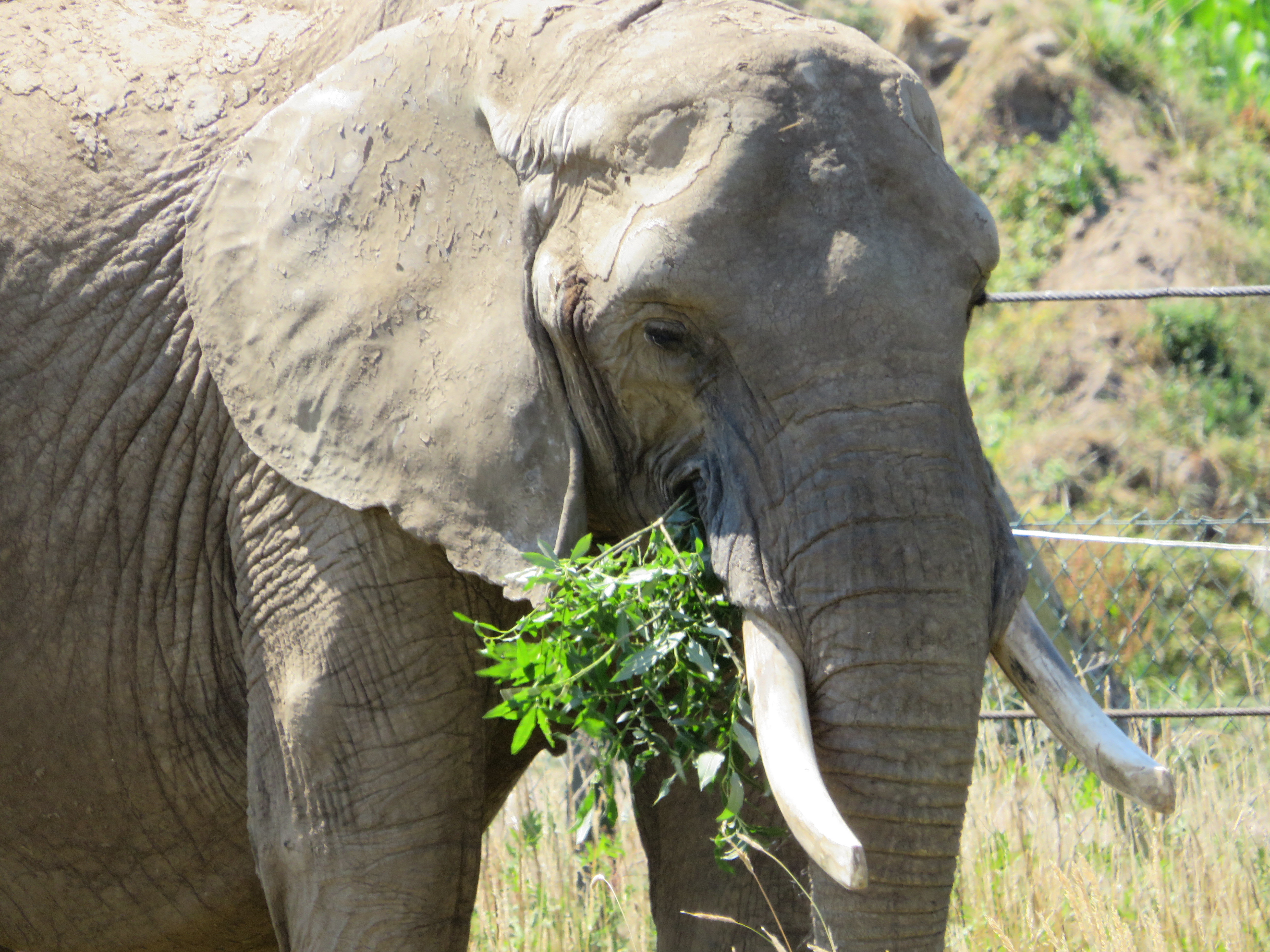 The elephants’ chewing surface gets bigger and then smaller again.