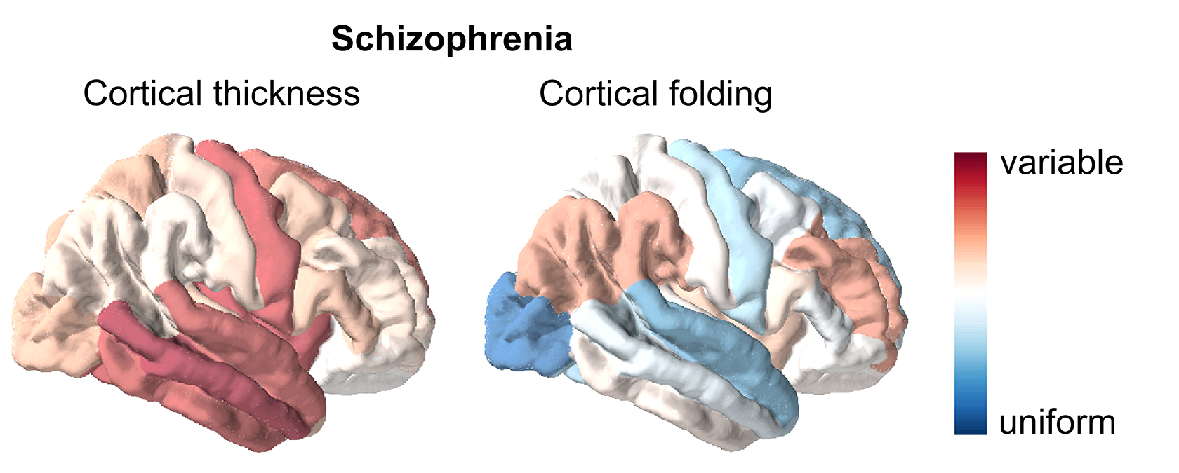 Variability and uniformity in cortical thickness and cortical folding in schizophrenia
