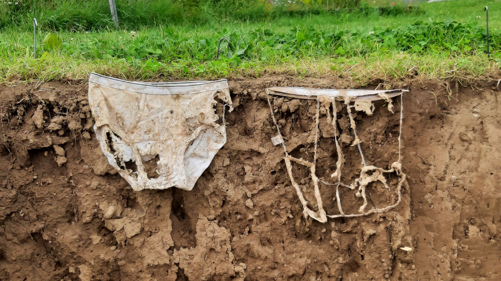 Eine leicht und eine stark zersetzte Baumwoll-Unterhose vor dem Bodenprofil einer Wiese.
