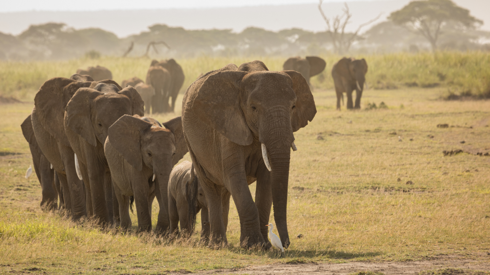 Elefanten in der Afrikanischen Savanne