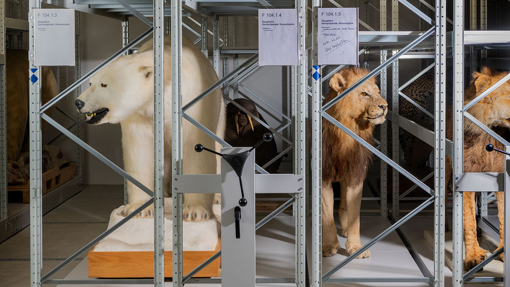Taxidermed polar bear and lion in a shelf at UZH's collection center.