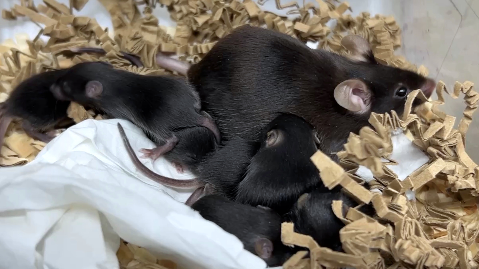 A mouse mother with her pups