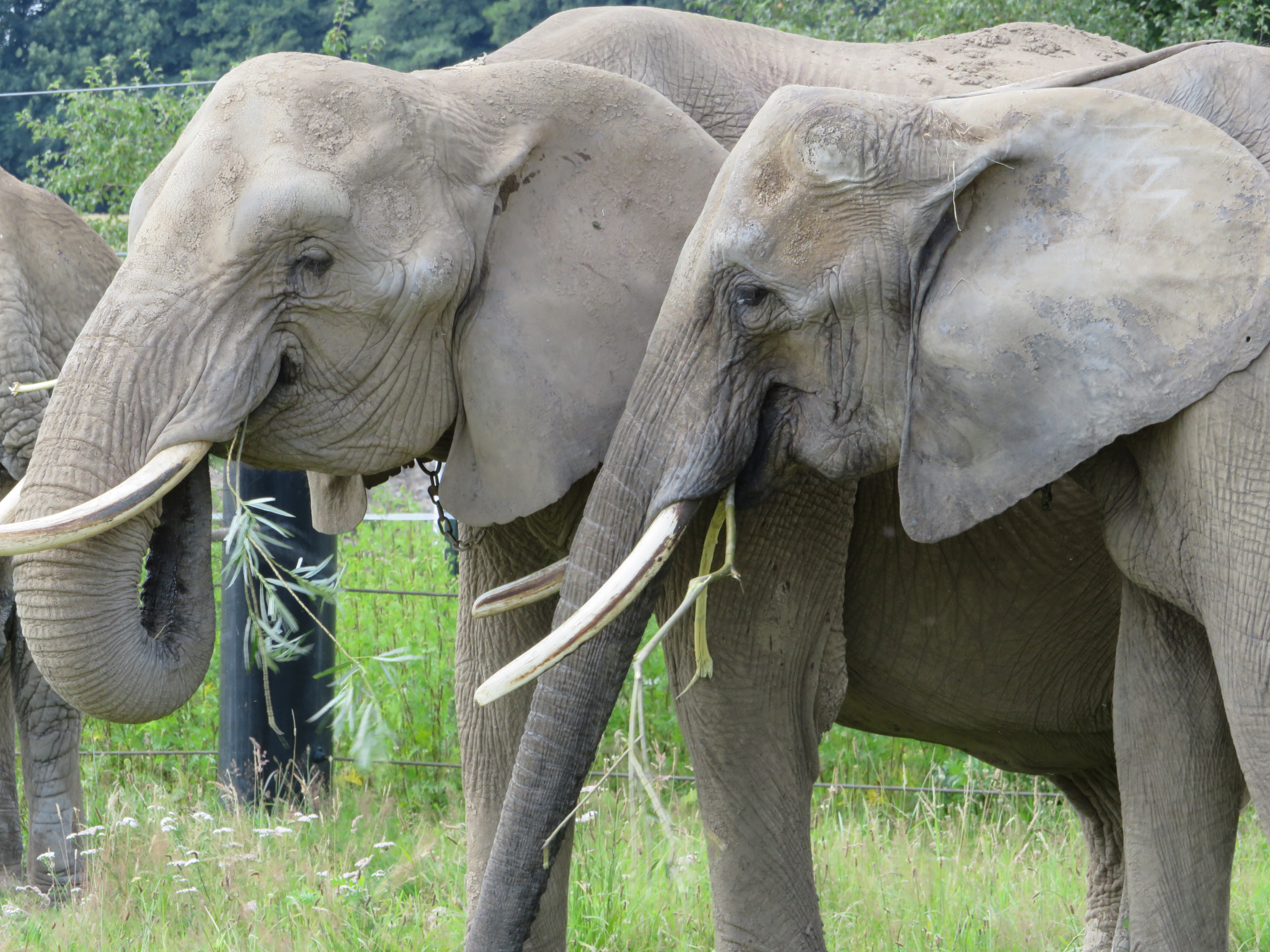 The observed weight fluctuations in elephants living in zoos can be explained by these changes of teeth.