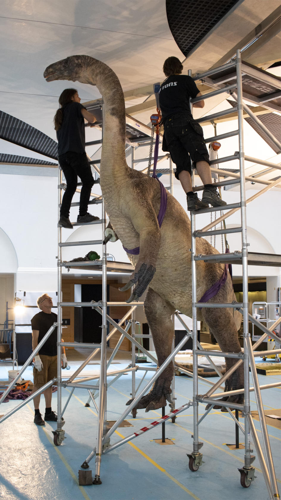 The Danish company 10 Tons install their life-sized reconstruction of Teoplati, the Plateosaurus. (Picture: Dennis Hansen)