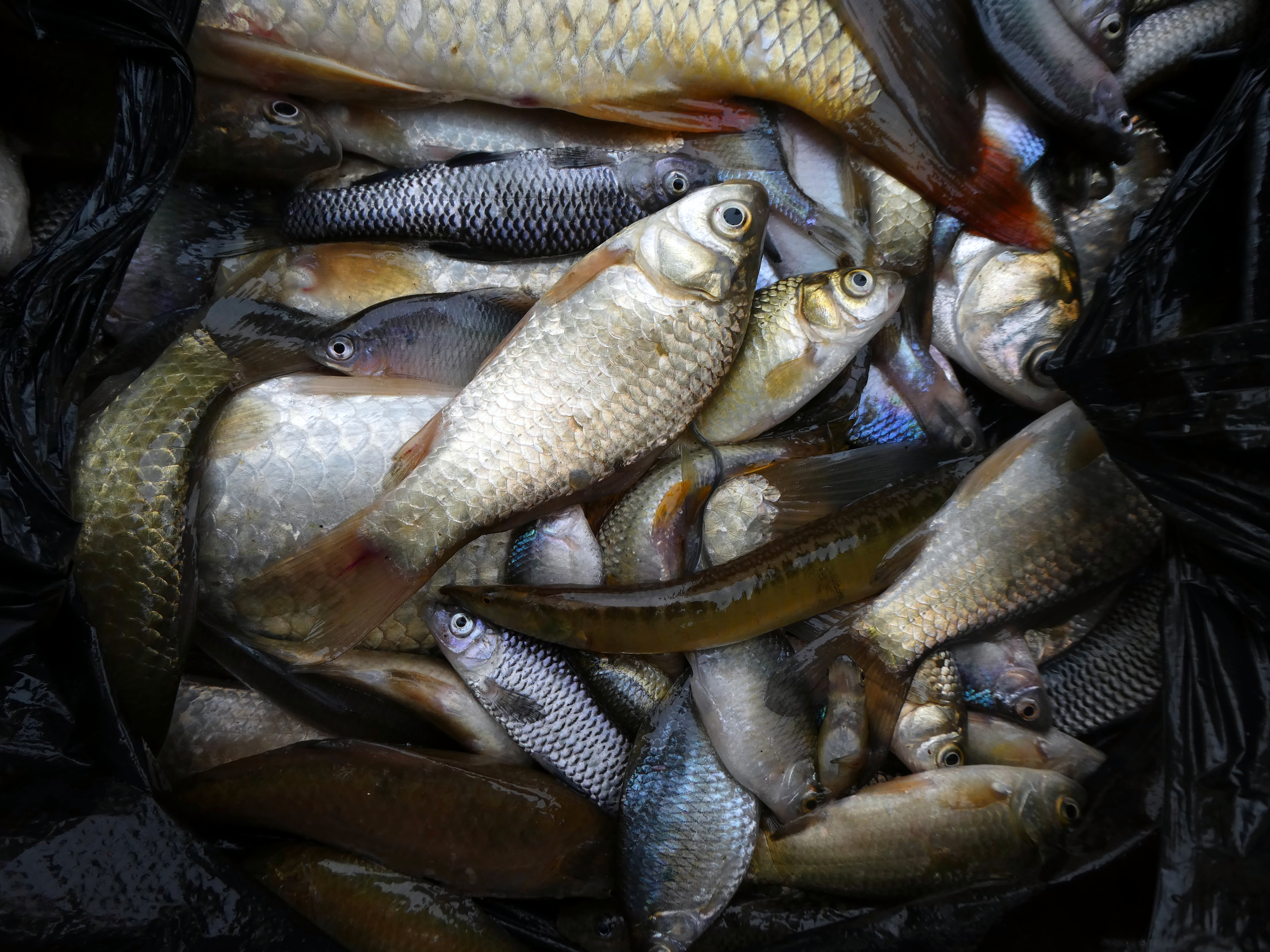 Fischprobe zur Bestimmung der lokalen Artenvielfalt