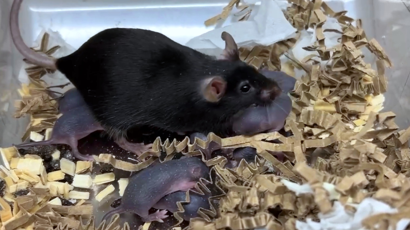 A mouse mother with her pups