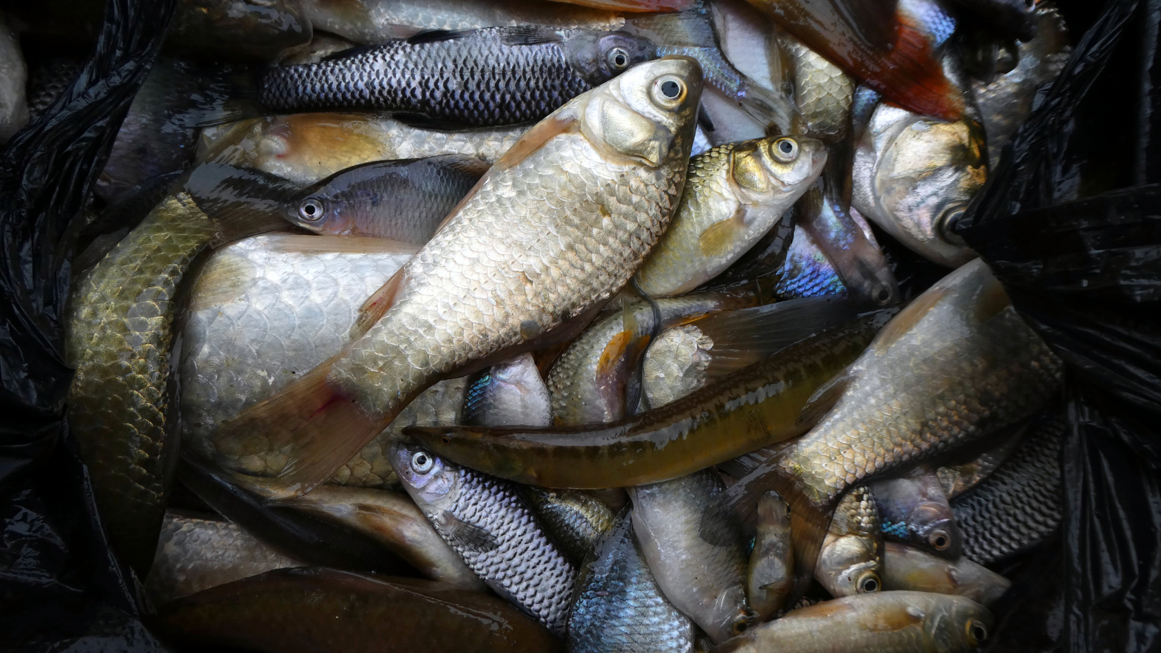 Ermittlung der Fischvielfalt mittels Netz- oder Elektrofischerei 