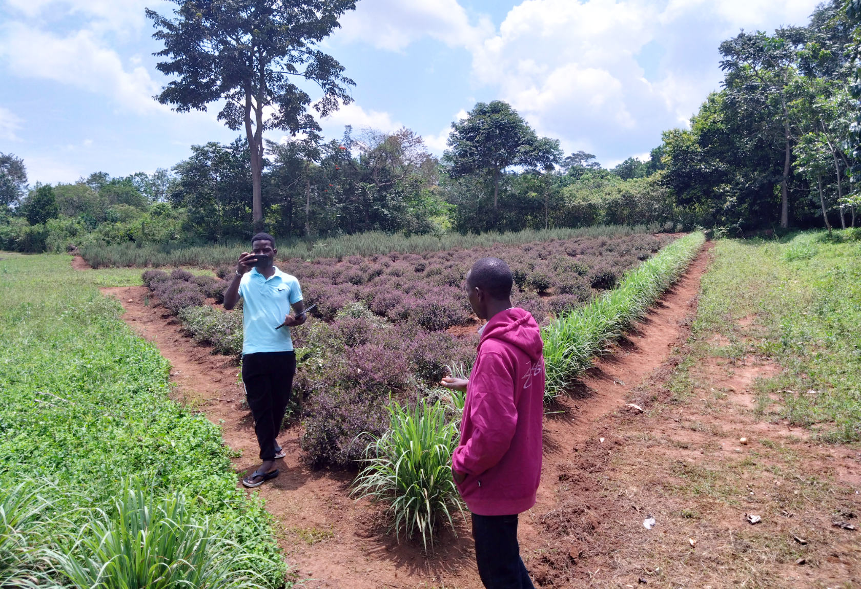Cultivation of medicinal plants by PROMETRA Uganda at Mpigi Forest School. PROMETRA is an NGO that is dedicated to preserving and reviving African traditional medicine and indigenous knowledge. The forest school grows young plants that are then given away free of charge to the locally trained healers. In addition, medicinal plants are produced on a smaller scale, before being turned into products and sold.