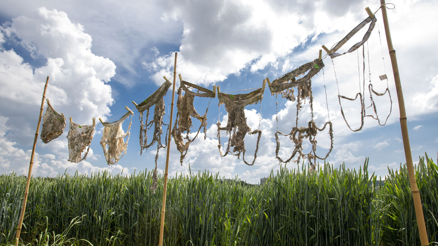Unterschiedlich stark zersetzte Baumwoll-Unterhosen an einer Wäscheleine im Feld.