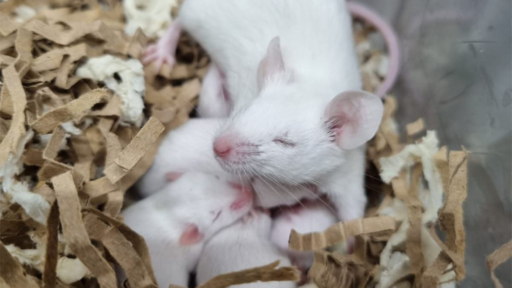Mouse mother with her pups