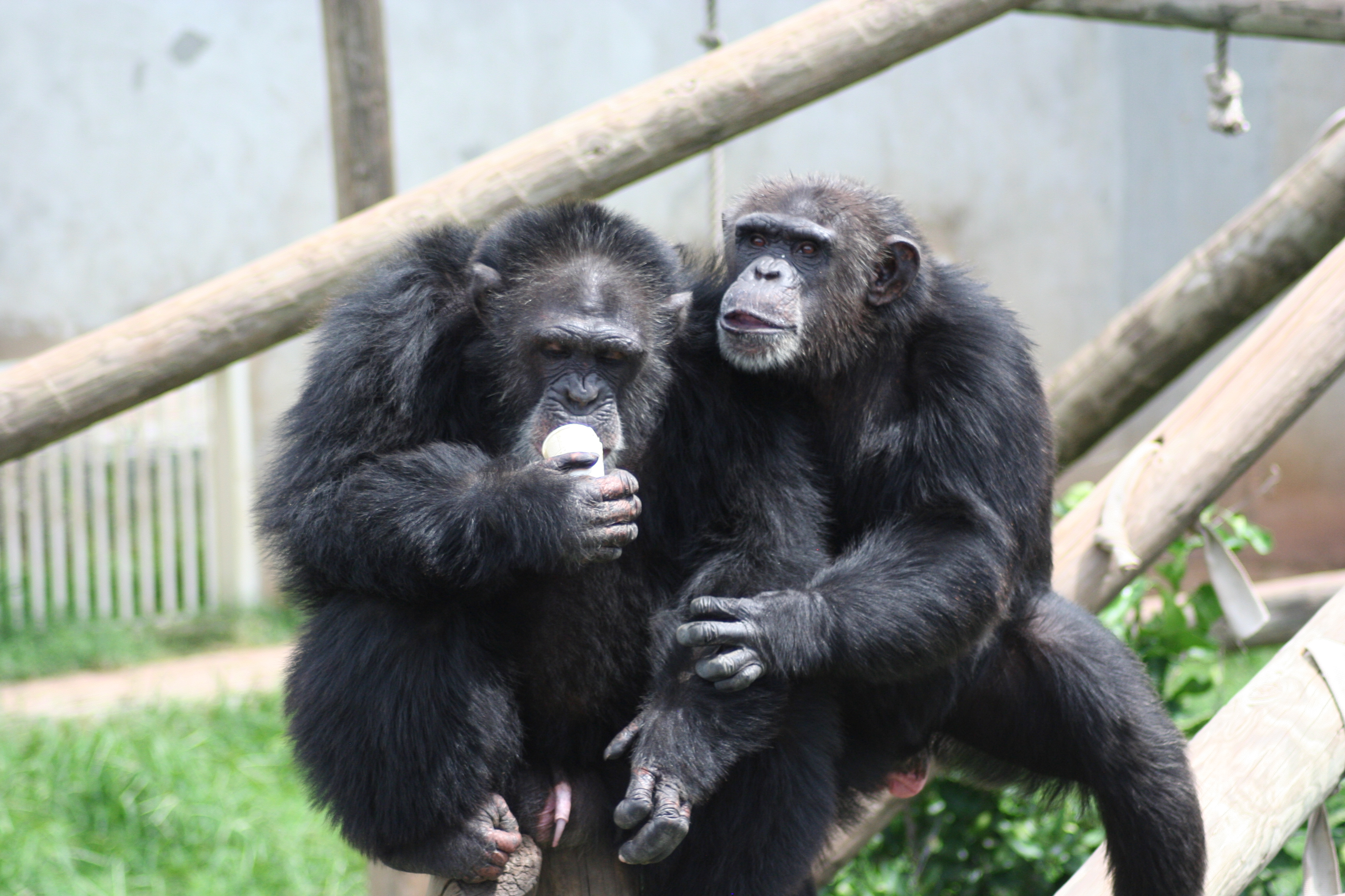 Chimpanzees at the University of Texas.